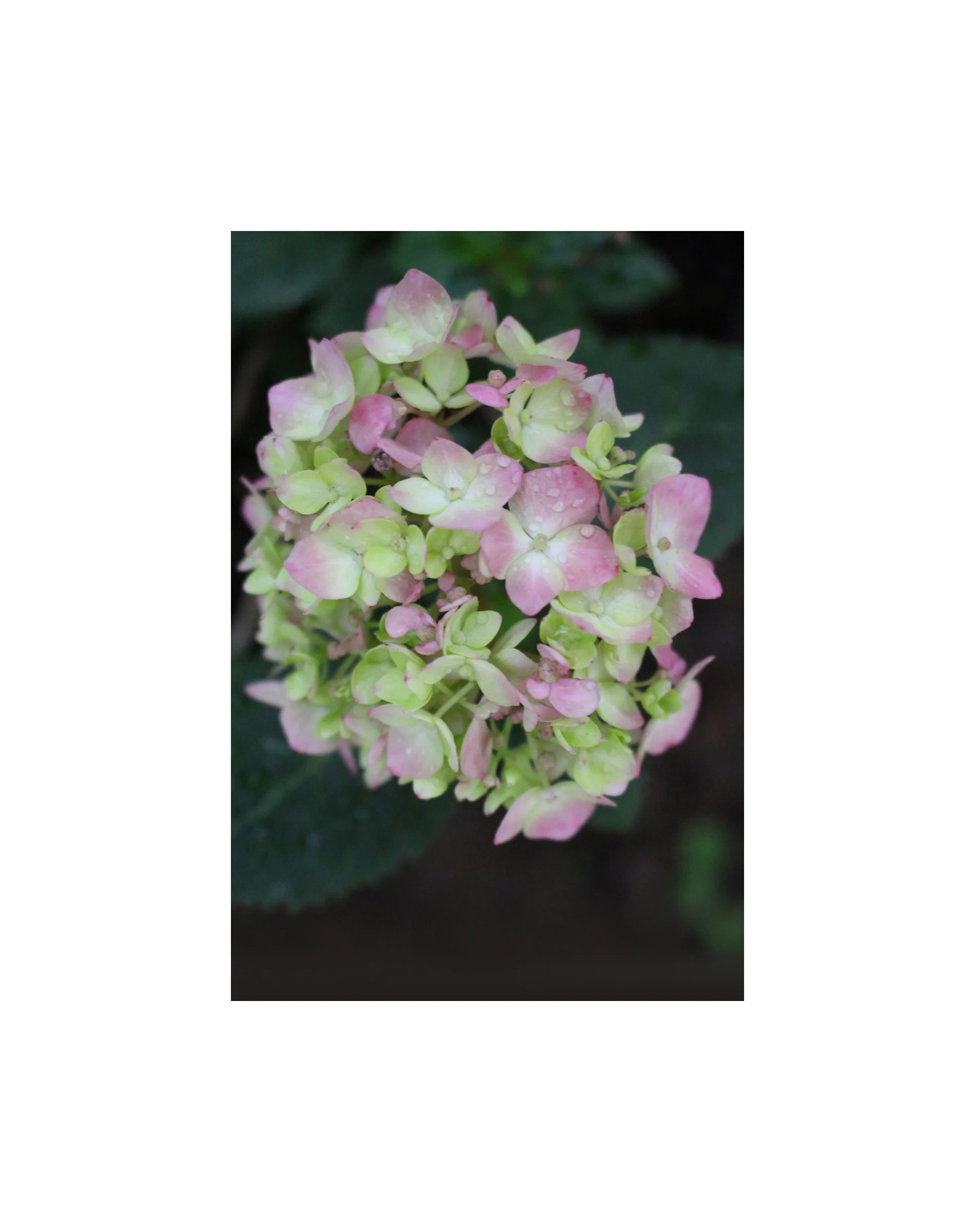 Hydrangea_LR.jpg