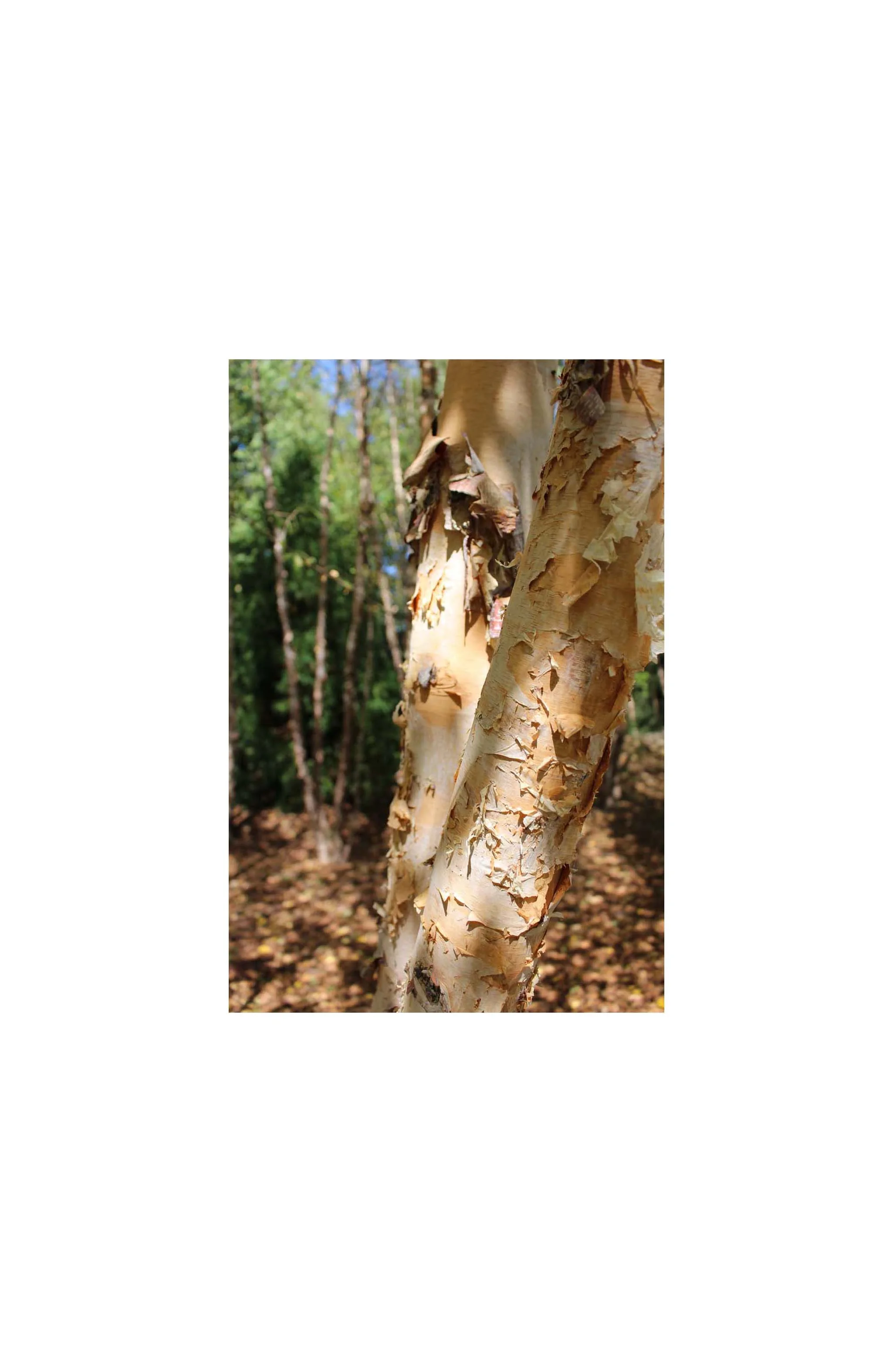 Peeling Tree Bark_GFS_LR.jpg