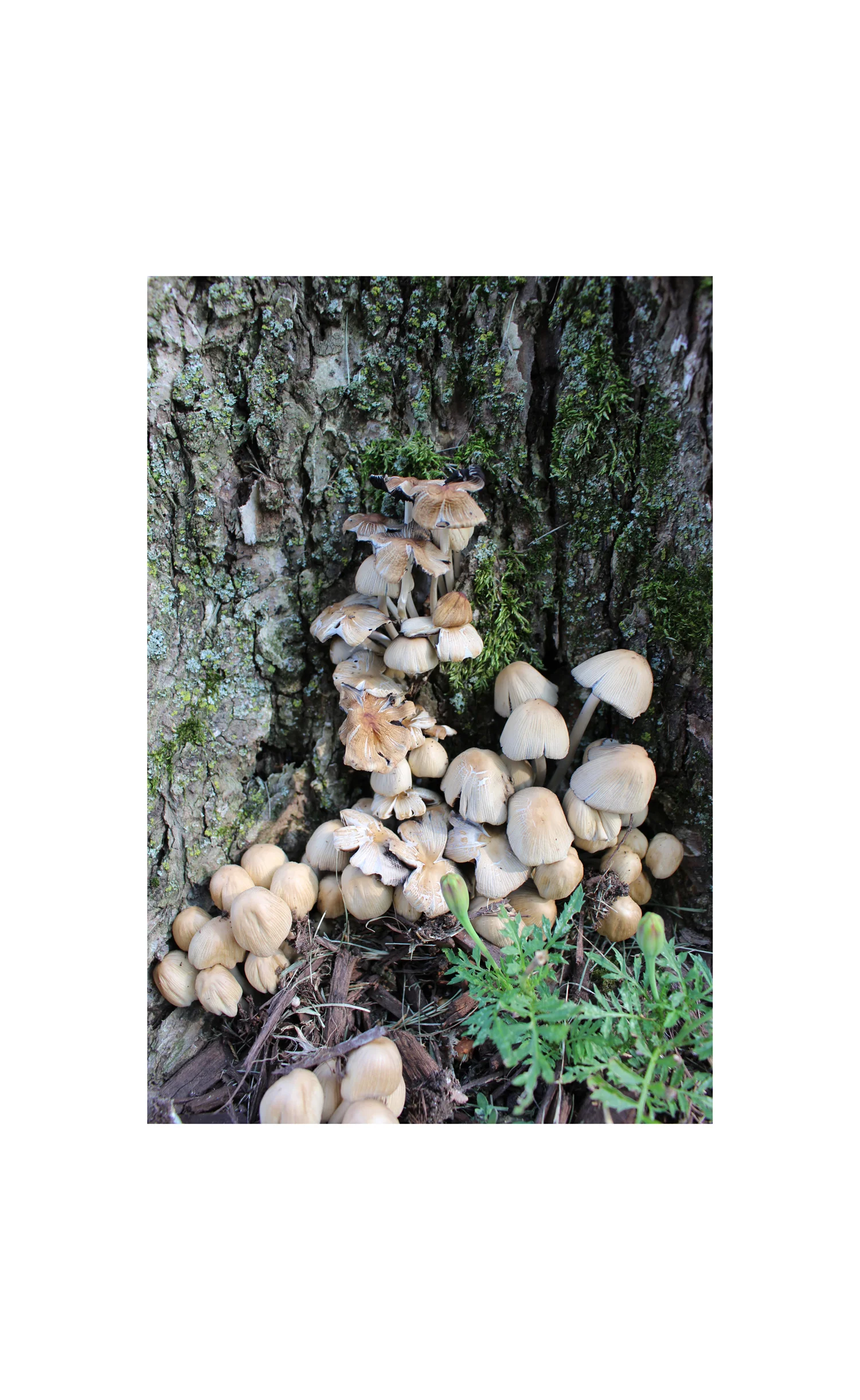 Stump and Mushrooms 4_LR.jpg