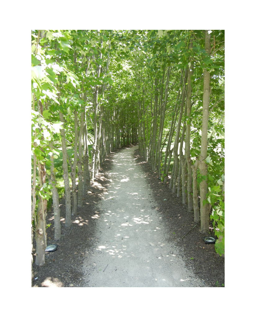 Tree Lined Pathway_LR.jpg