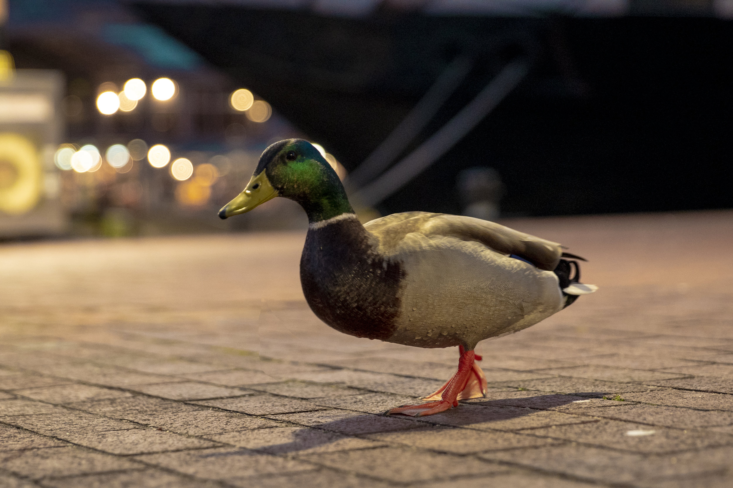 duck.JPG