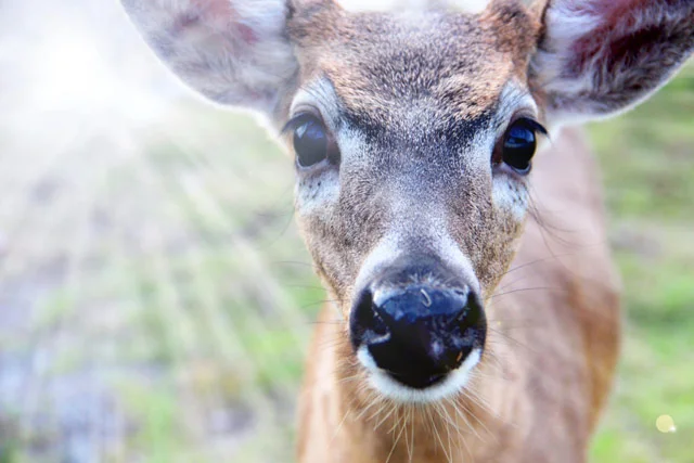key-deer.jpg