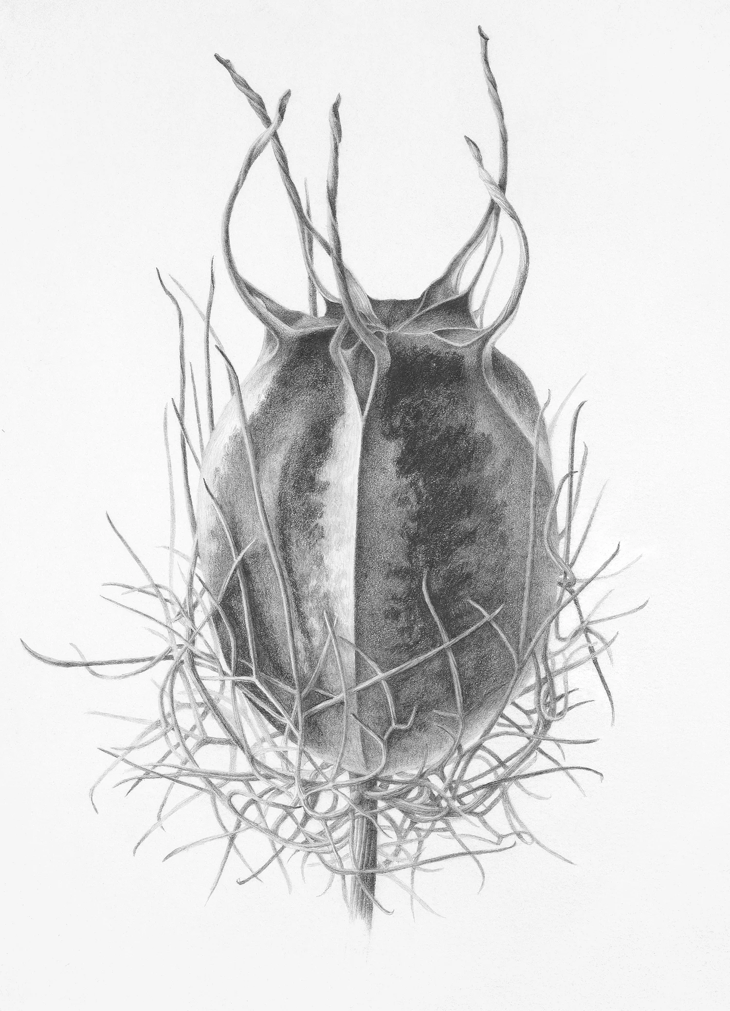 Love in a Mist.1500.jpg