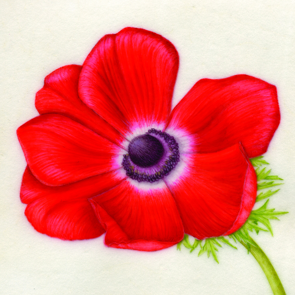 Anemone | Original Sold