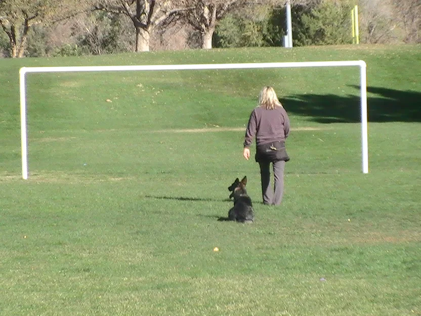 Schutzhund training competition