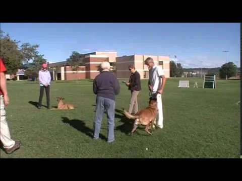 Louie Obedience sep 2014