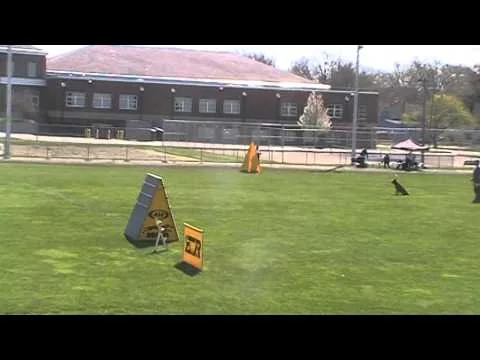 Louie Obedience 2016 AWDF