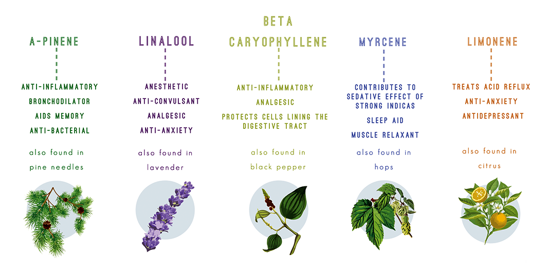  Examples of more commonly known and utilized terpenes, each with their own varying and increasingly useful effects. 