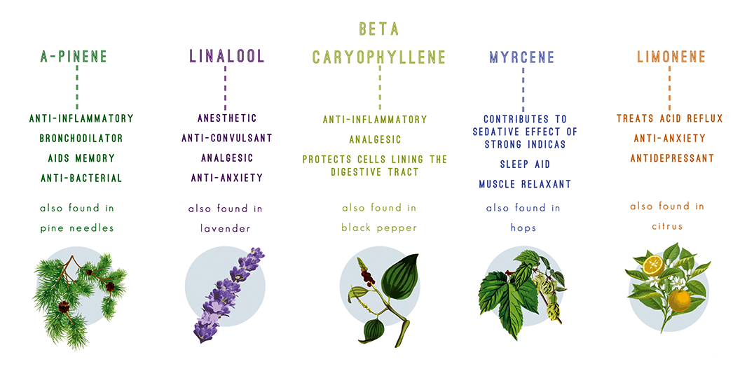 &nbsp; &nbsp; &nbsp; &nbsp; &nbsp; &nbsp; &nbsp; &nbsp; &nbsp; &nbsp; &nbsp; Examples of more commonly known and utilized terpenes,&nbsp;each with their own varying and increasingly useful effects.&nbsp;