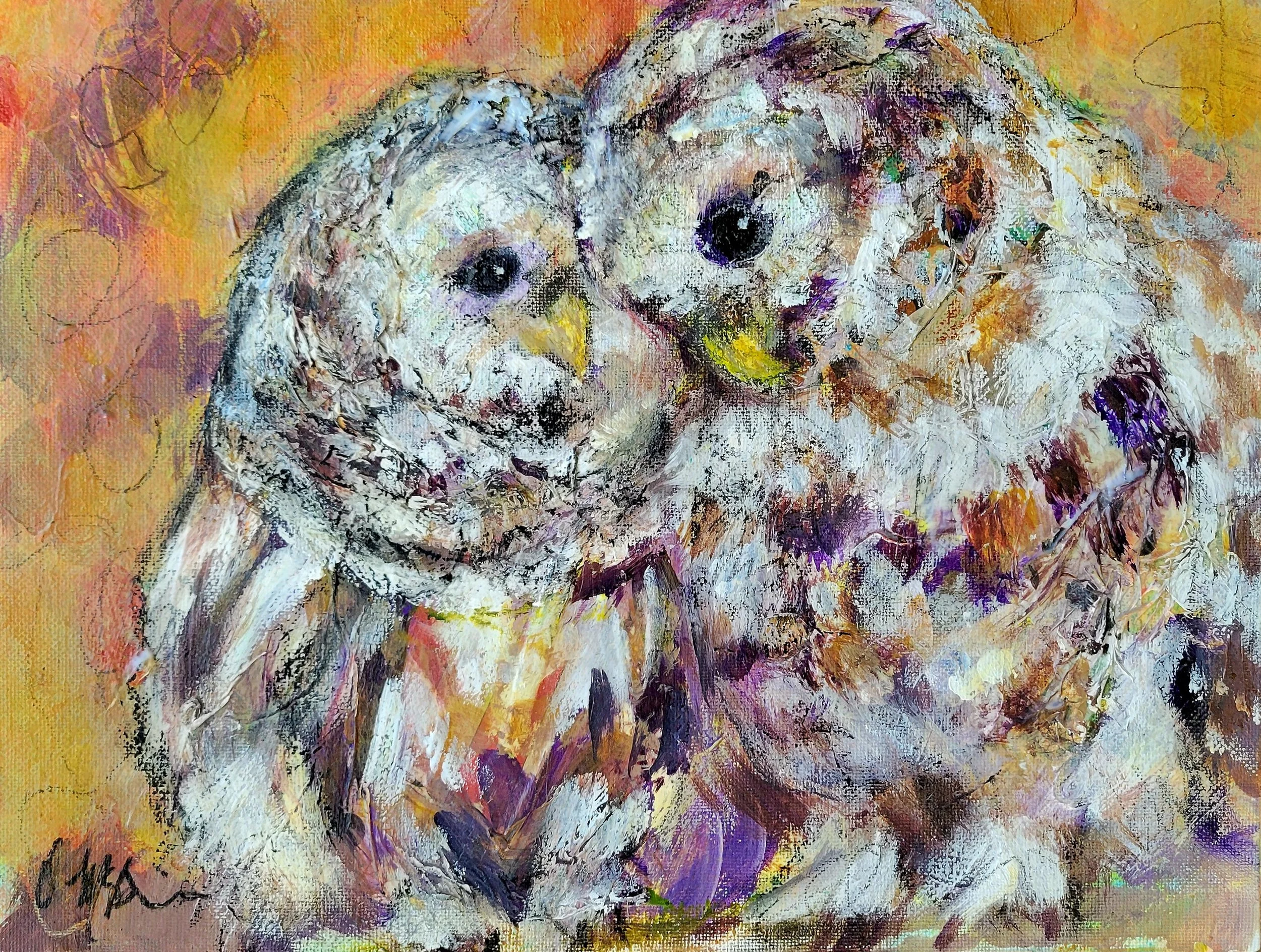 Juvenile Barred Owls