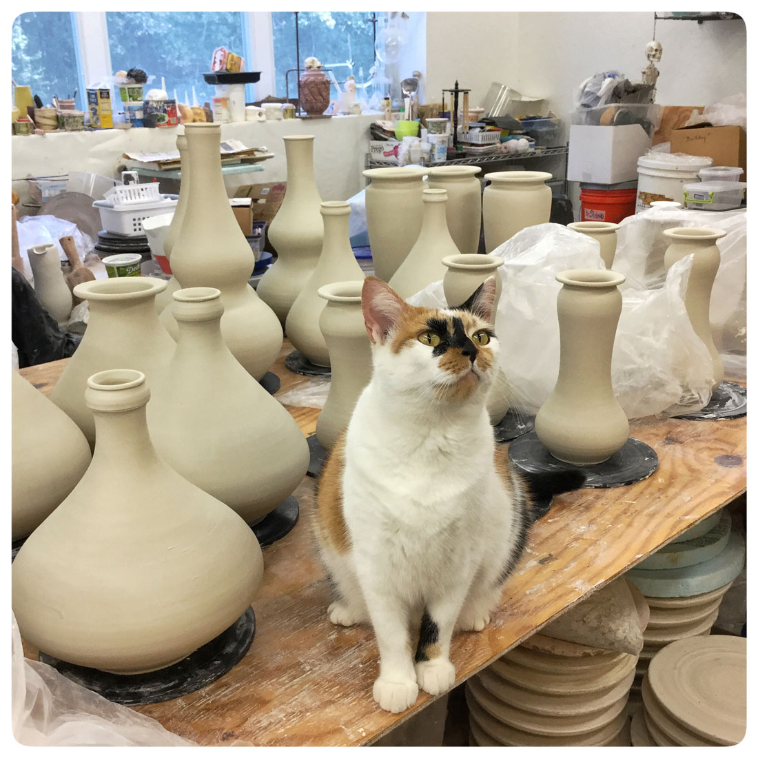 Copy of Koi our studio cat among Bruce Gholson's freshly thrown bowls | Bulldog Pottery | Seagrove | North Carolina 