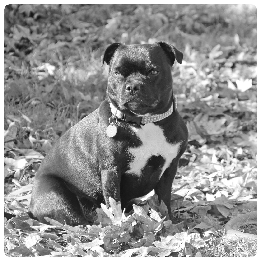 Bulldog Pottery Studio Art Potters