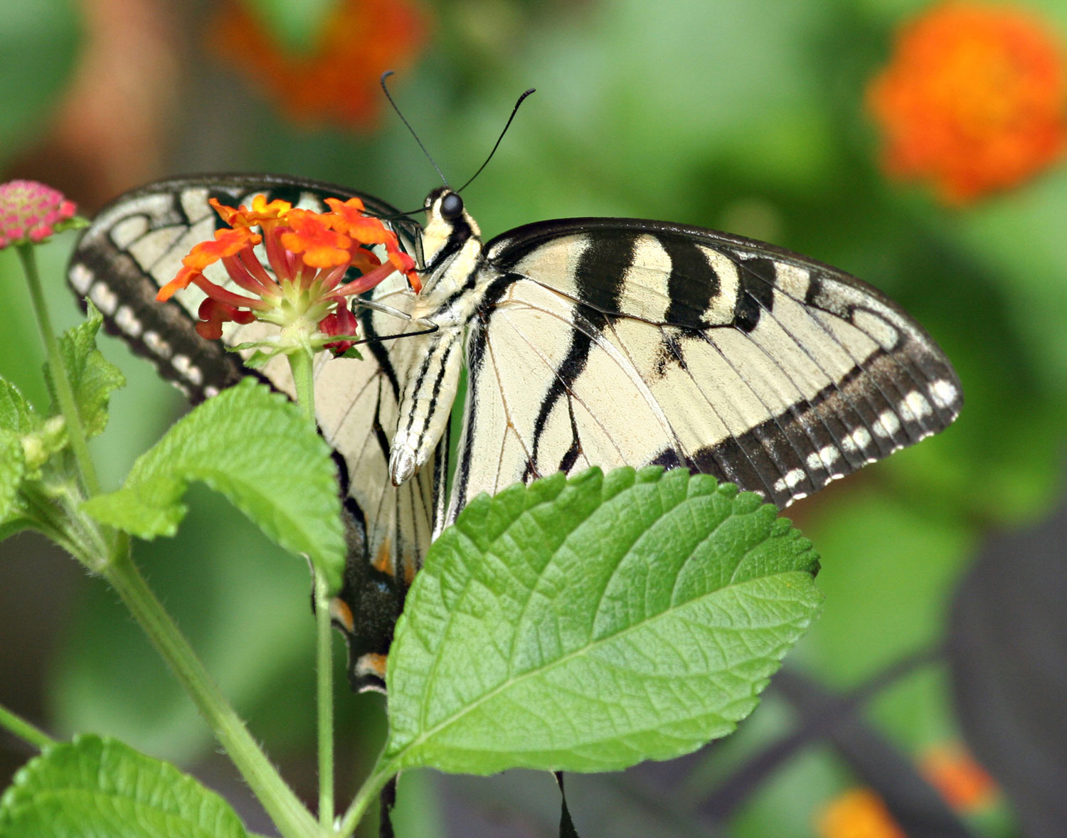 Butterfly and Verbena photograph by Samantha Henneke | Bulldog Pottery | Seagrove | North Carolina