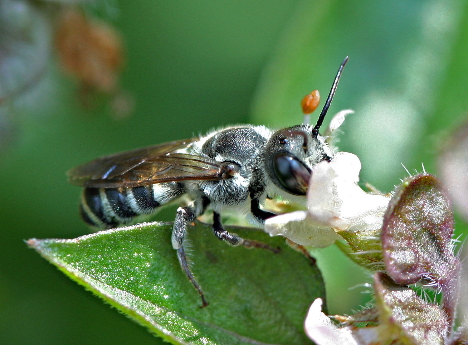 Bee and Penstemon photograph by Samantha Henneke | Bulldog Pottery | Seagrove | North Carolina