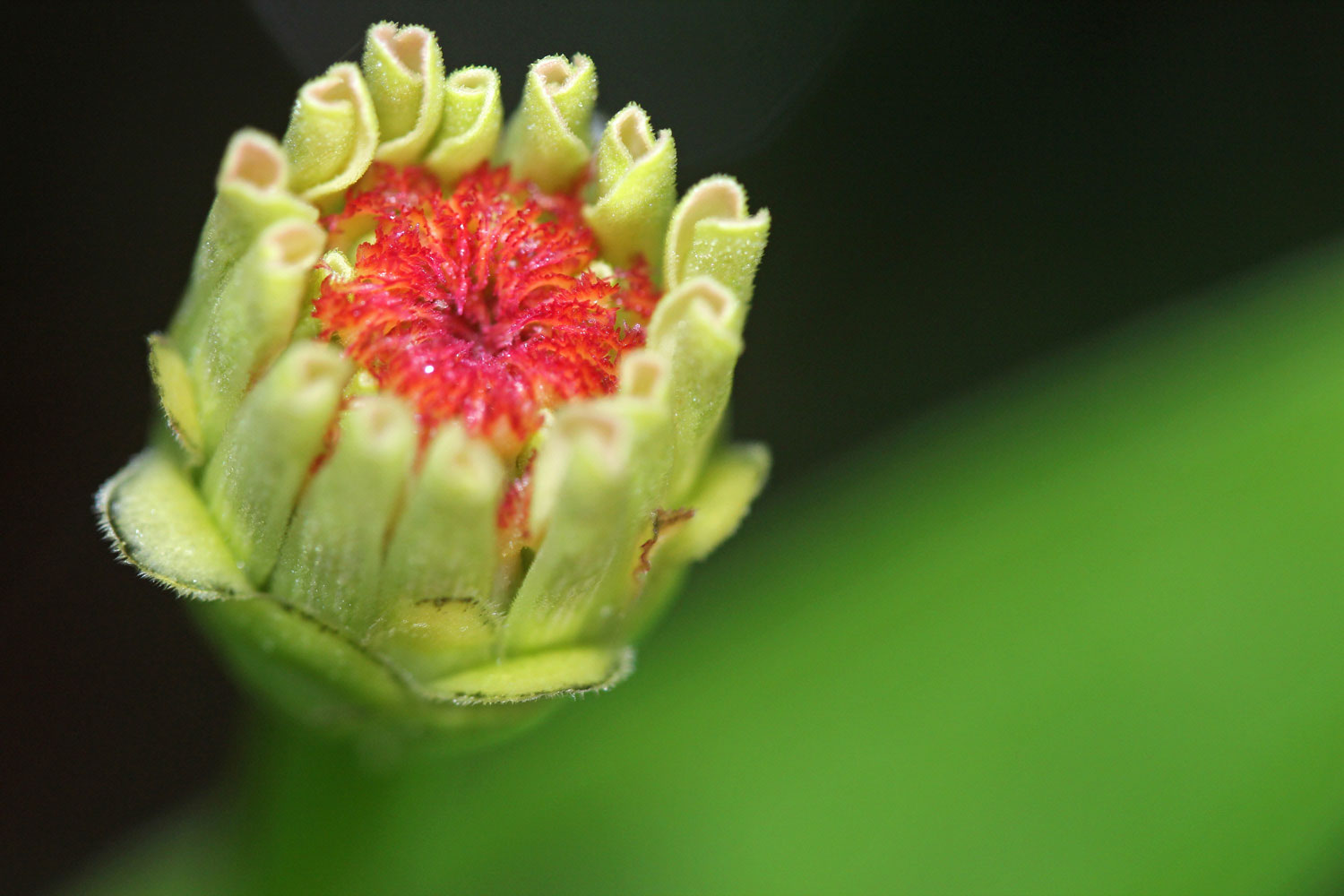 A Bud of a Zinnia photograph by Samantha Henneke | Bulldog Pottery | Seagrove | North Carolina