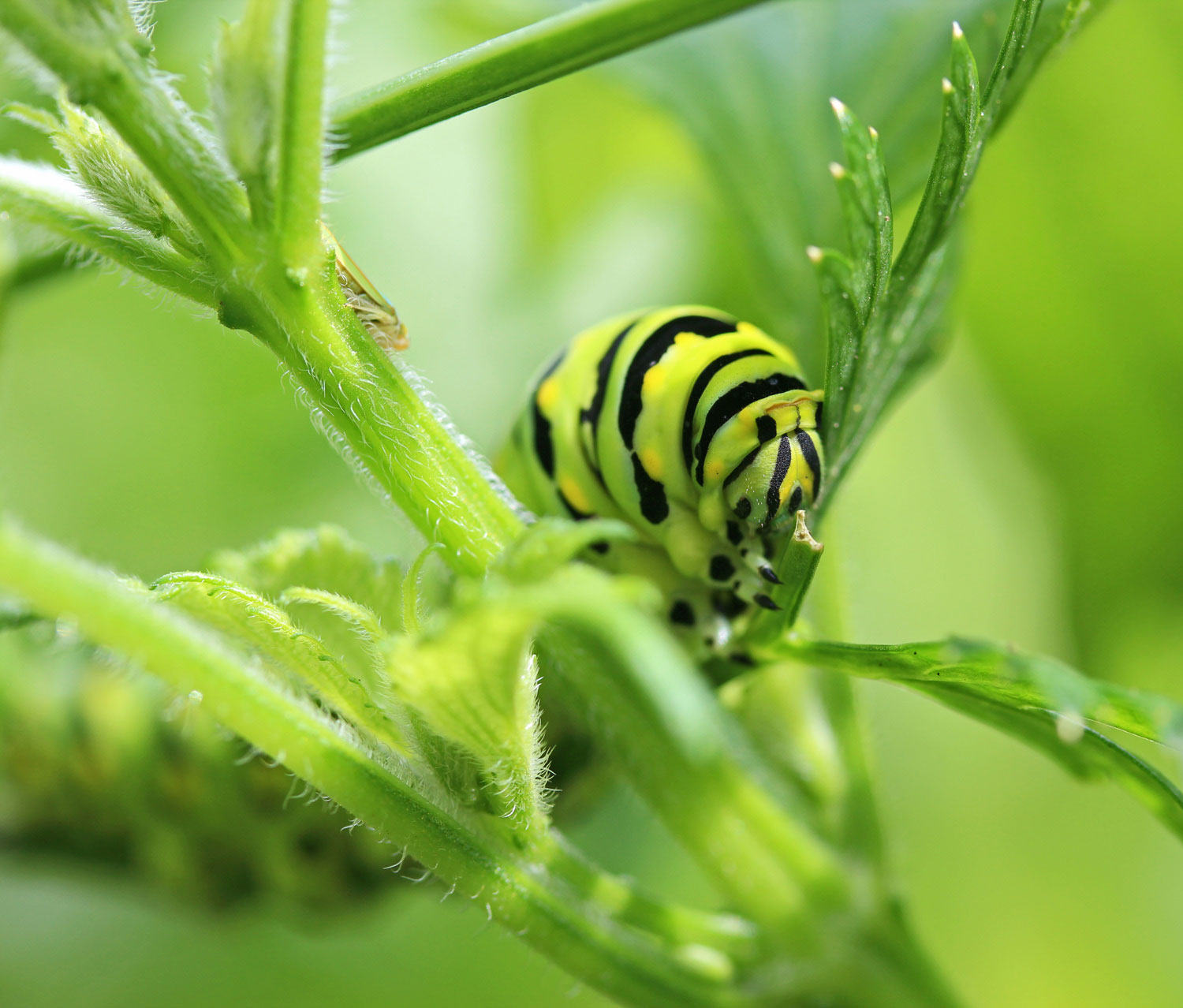 Caterpillar in Dill photograph by Samantha Henneke | Bulldog Pottery | Seagrove | North Carolina