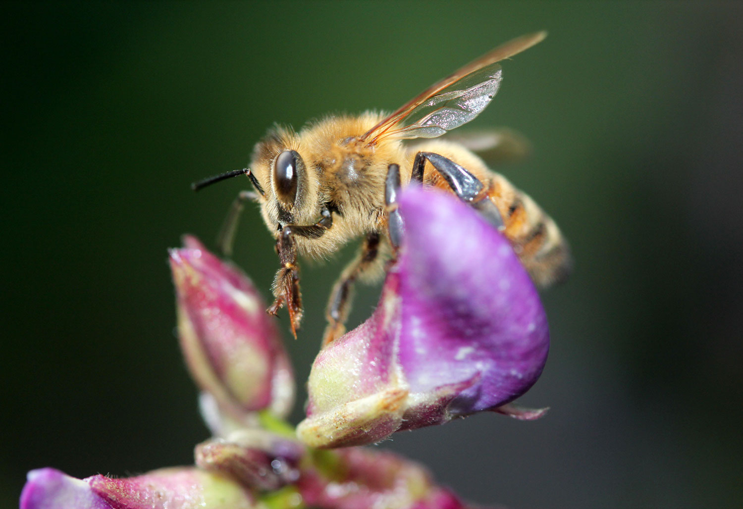 Bee on Hyacinth Bean photograph by Samantha Henneke | Bulldog Pottery | Seagrove | North Carolina