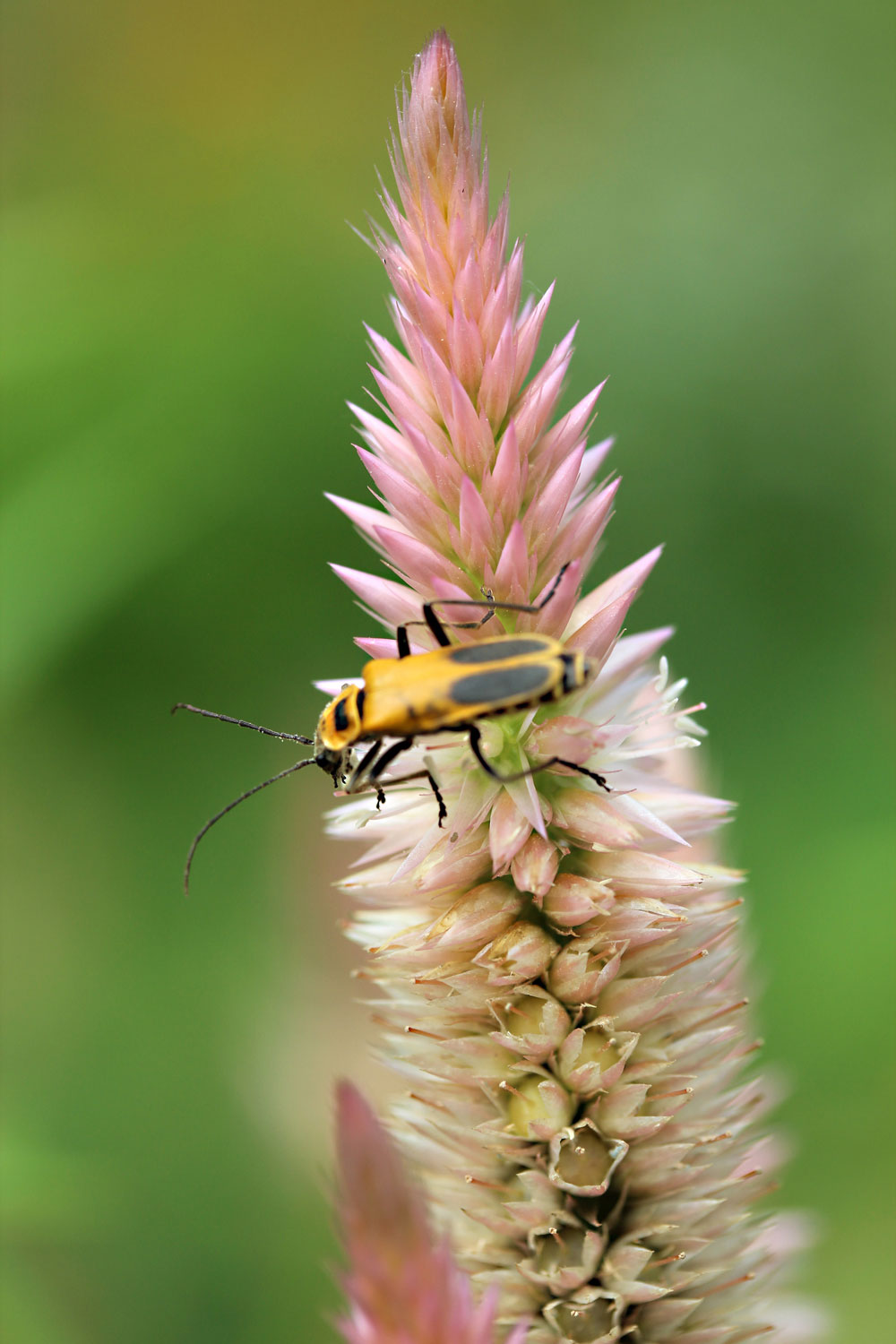 Soldier Beetle on Celosia photograph by Samantha Henneke | Bulldog Pottery | Seagrove| North Carolina