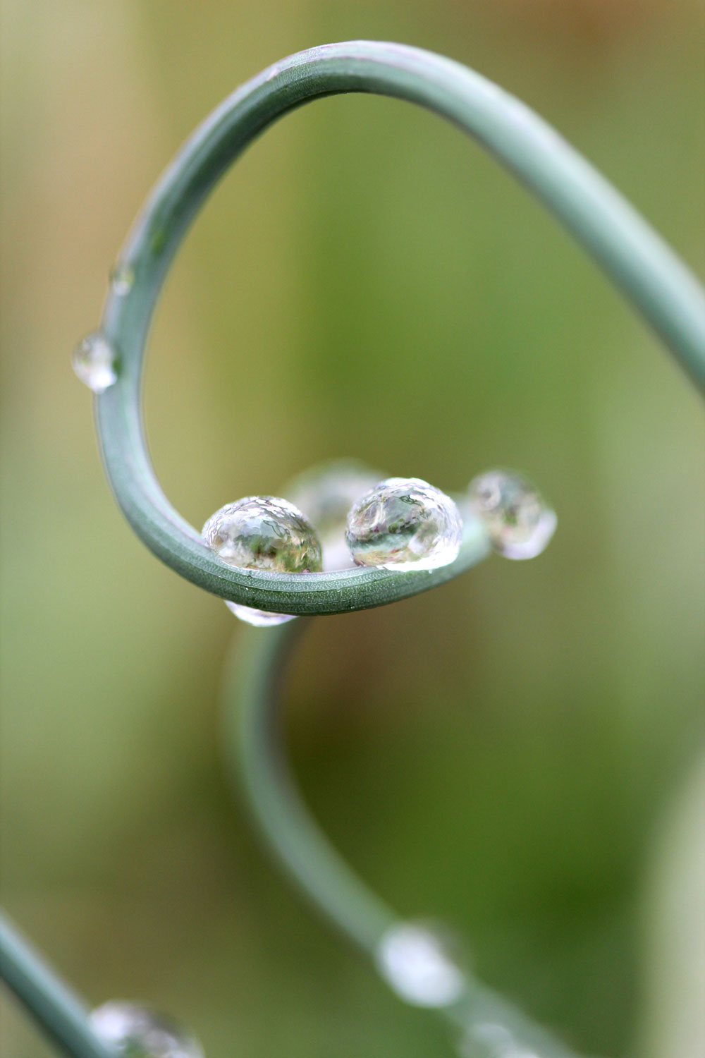 Droplets on Wild Onion photograph by Samantha Henneke | Bulldog Pottery | Seagrove | North Carolina