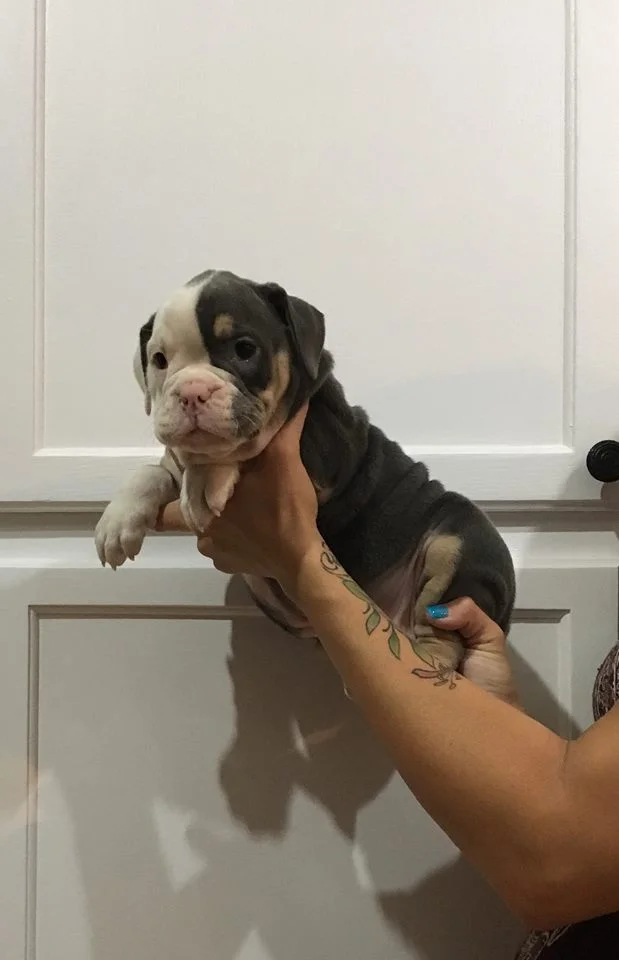 Adopted, Residing in Las Cruces, NM