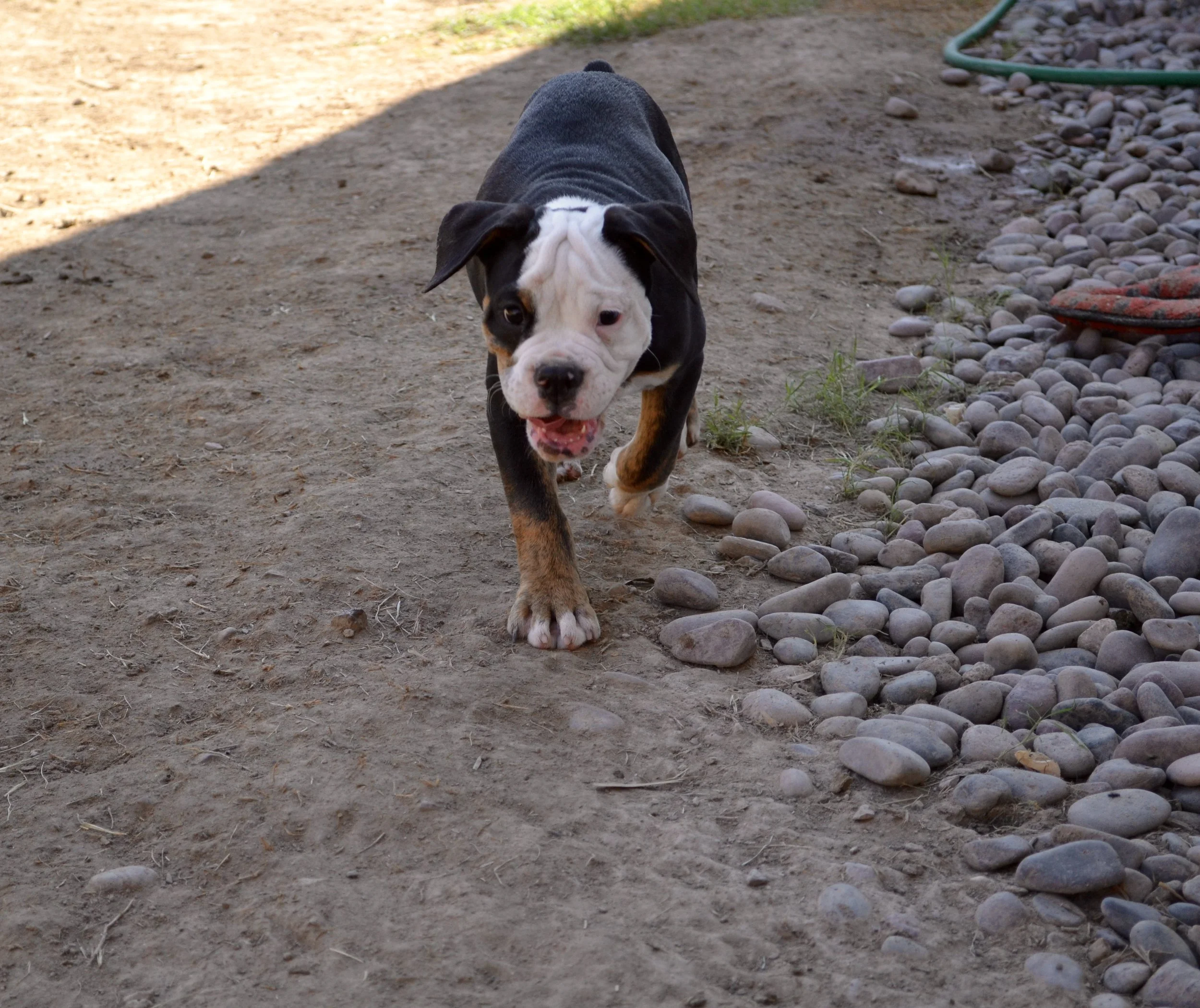 Adopted, Residing in Tucson, AZ.