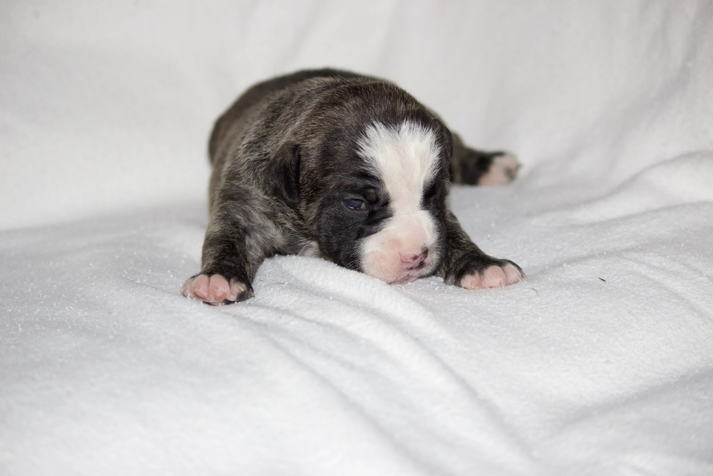 Adopted, residing in San Tan Valley, AZ