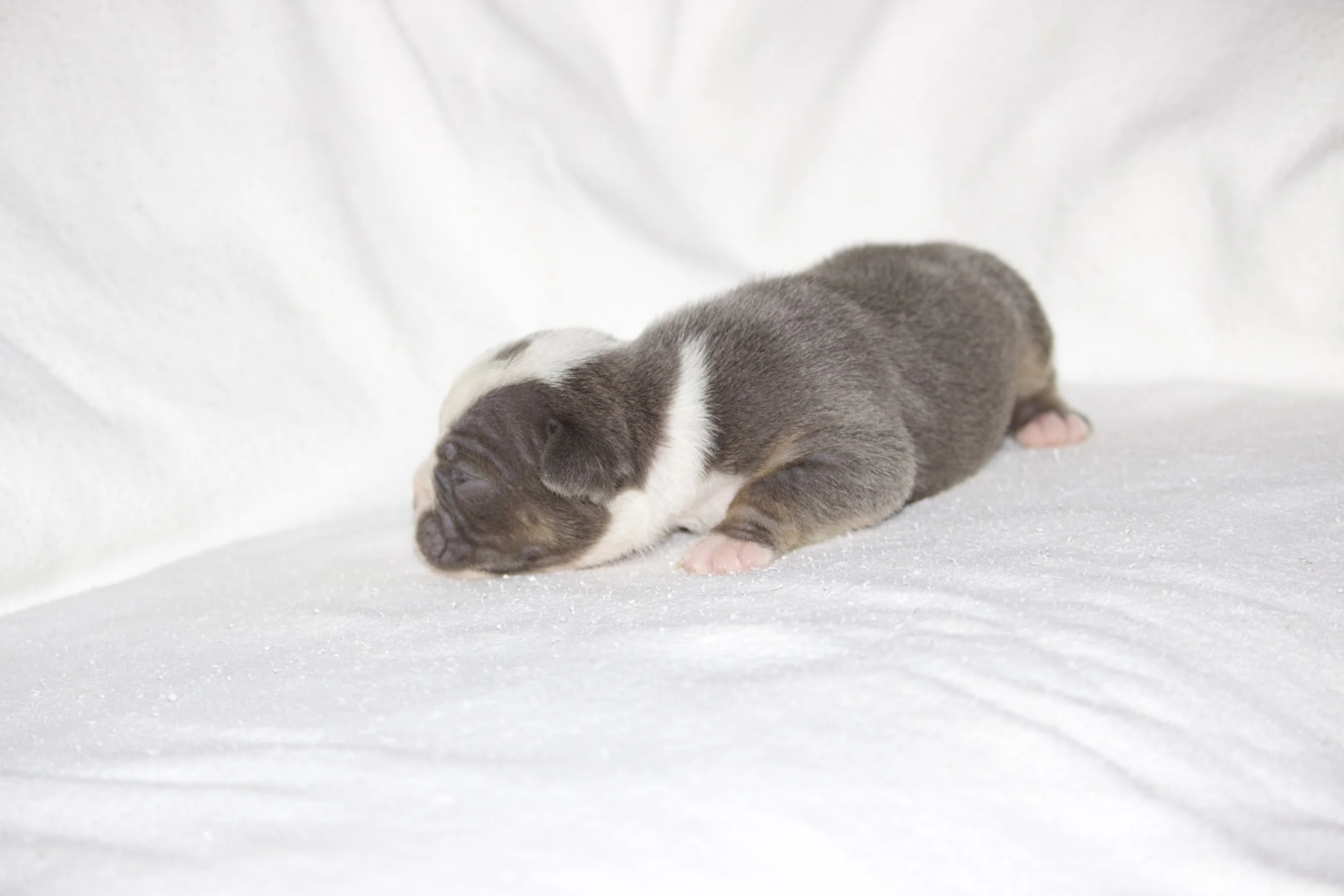 Adopted- Residing in San Tan Valley, AZ