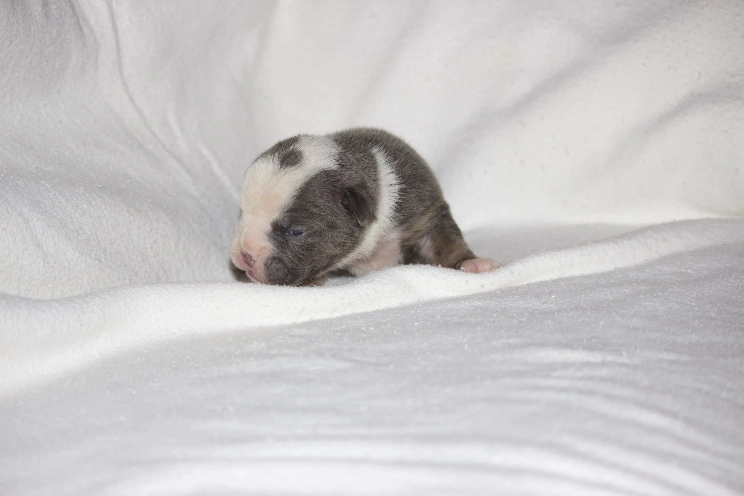 Adopted- Residing in San Tan Valley, AZ
