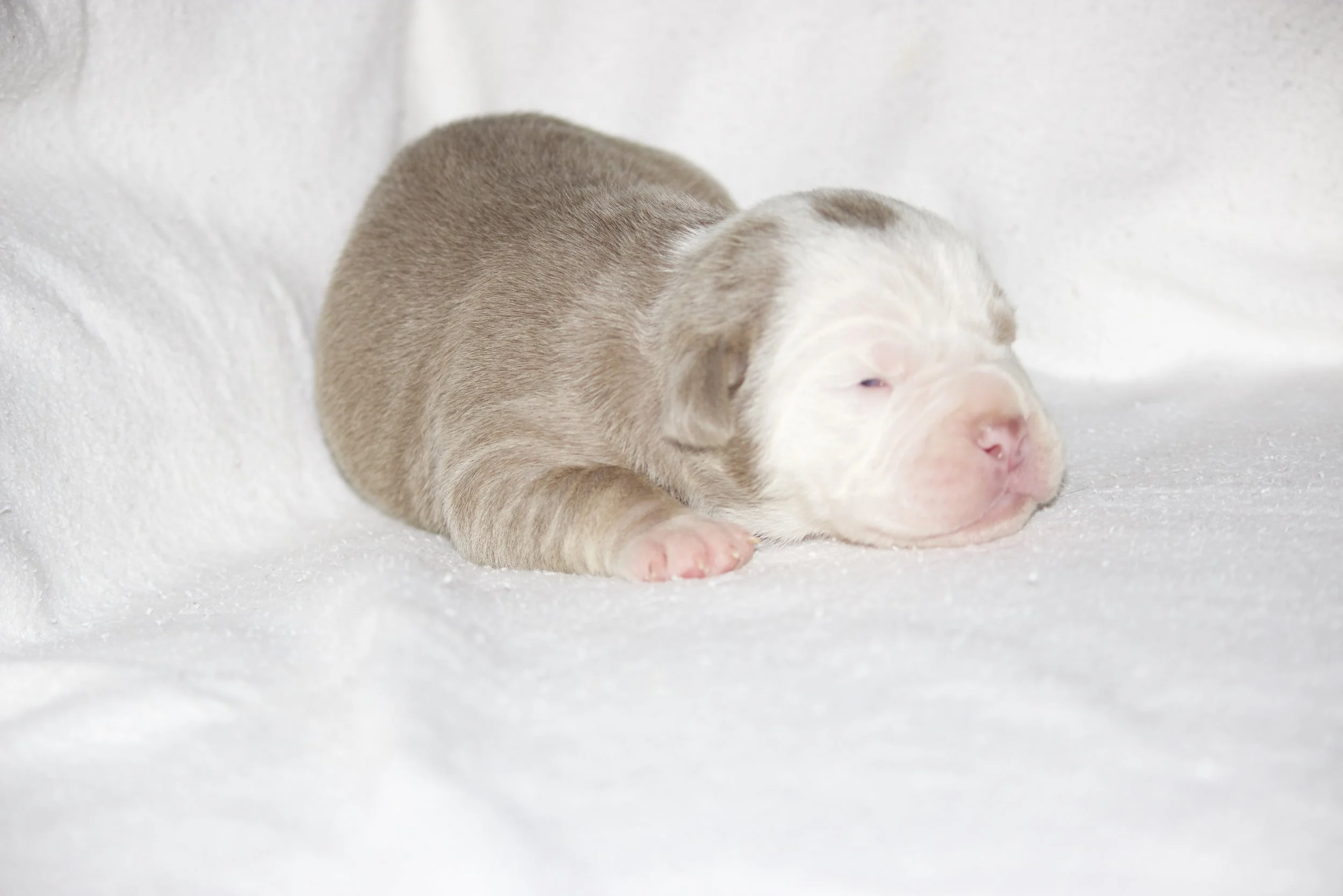 Adopted, Residing in San Tan Valley, AZ.