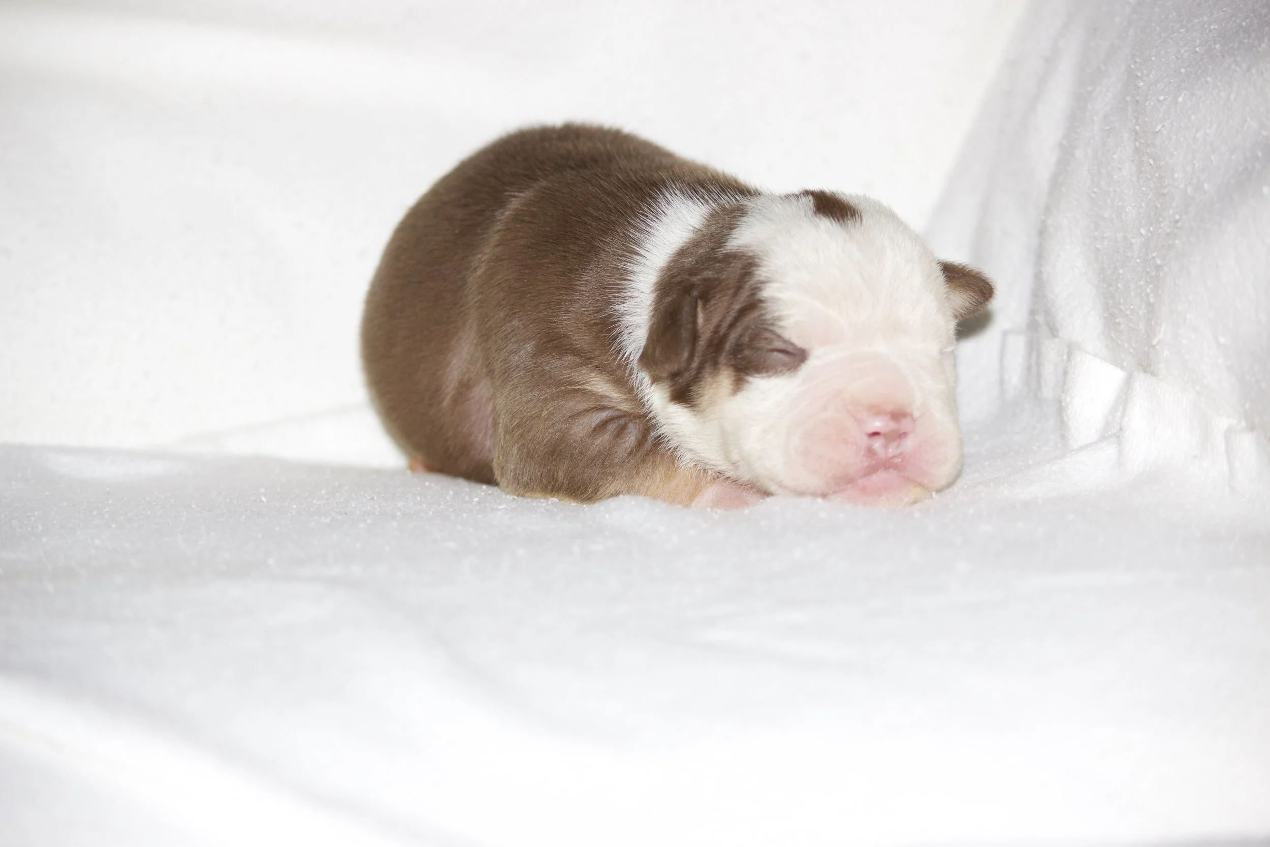Adopted- Residing in San Tan Valley, AZ