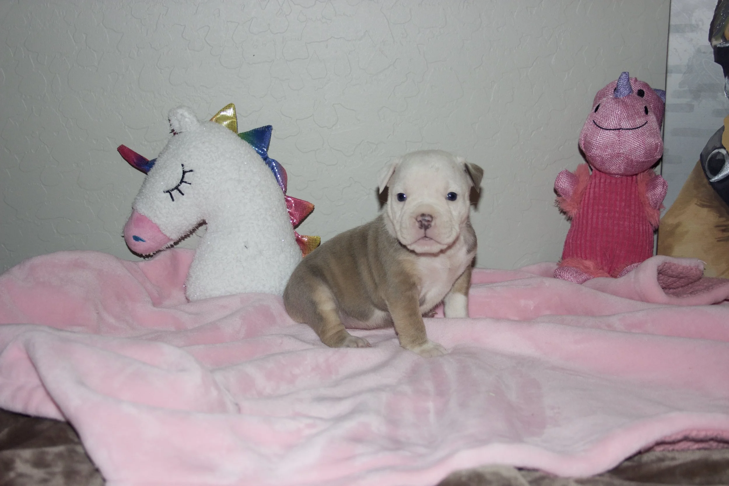 Adopted residing in Phoenix, AZ