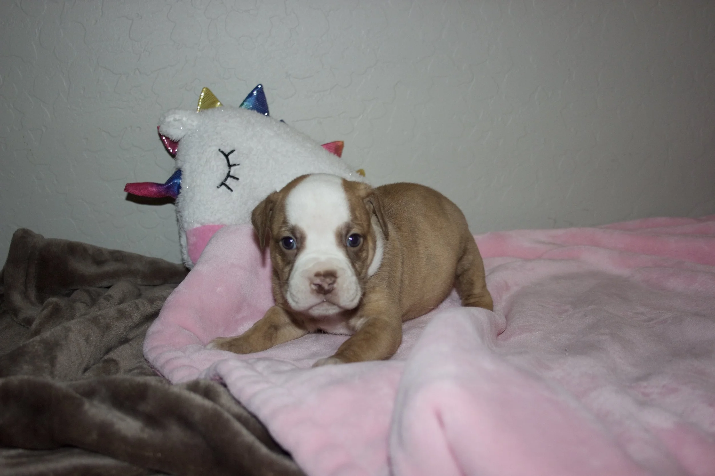 Adopted, will be residing in Chandler, AZ.