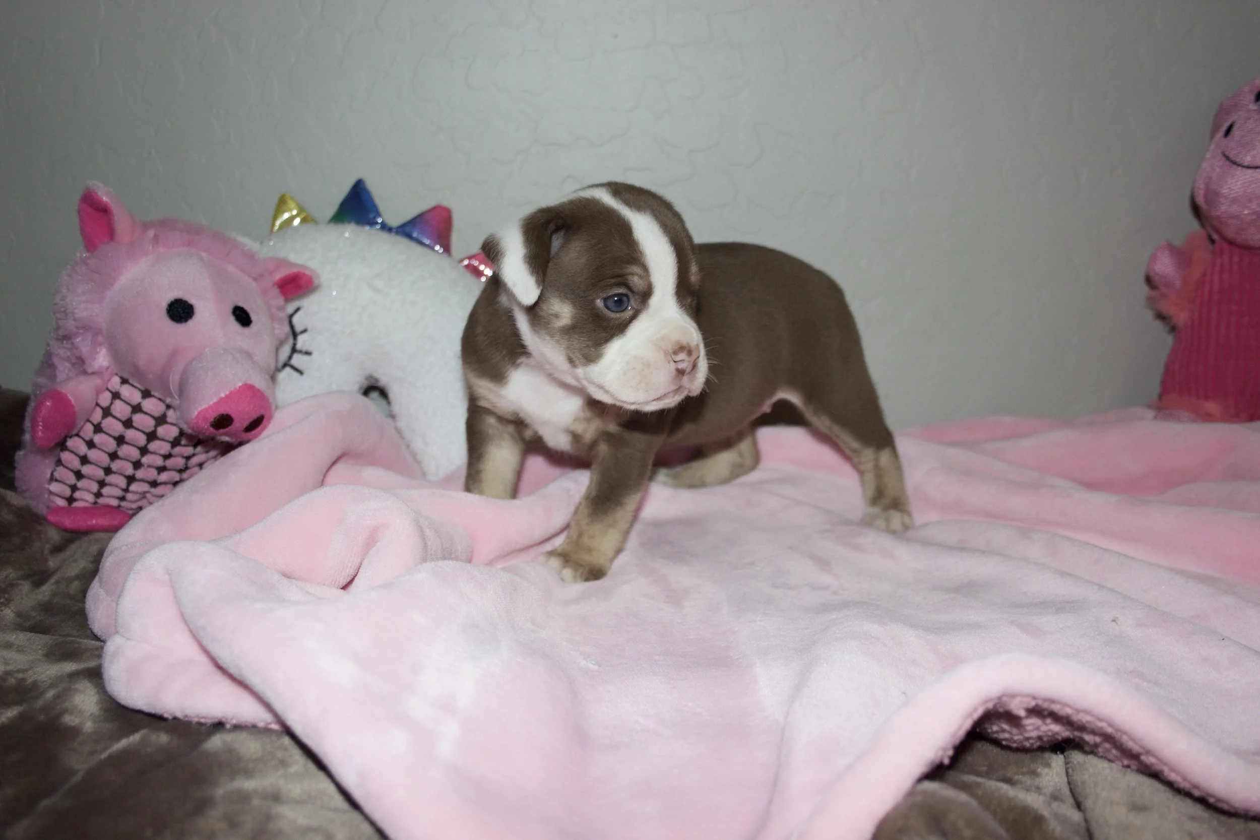 Adopted- Residing in Surprise, AZ