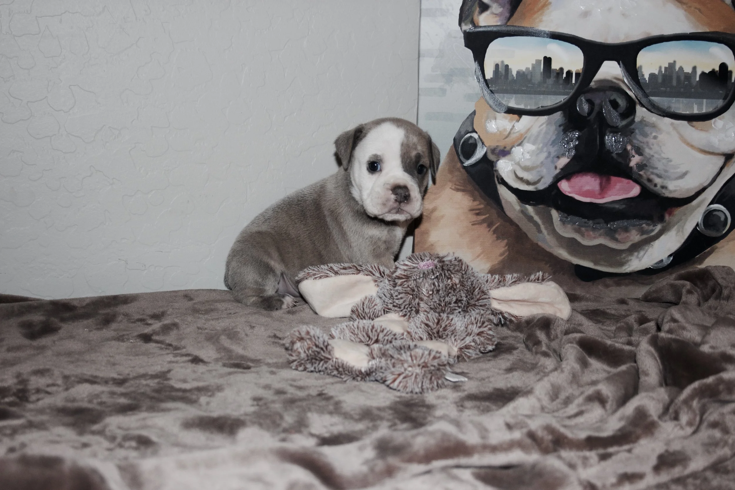 Adopted, Residing in Gilbert, AZ.