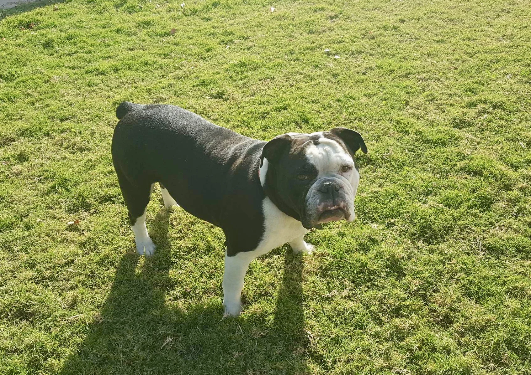 Bandit Belle