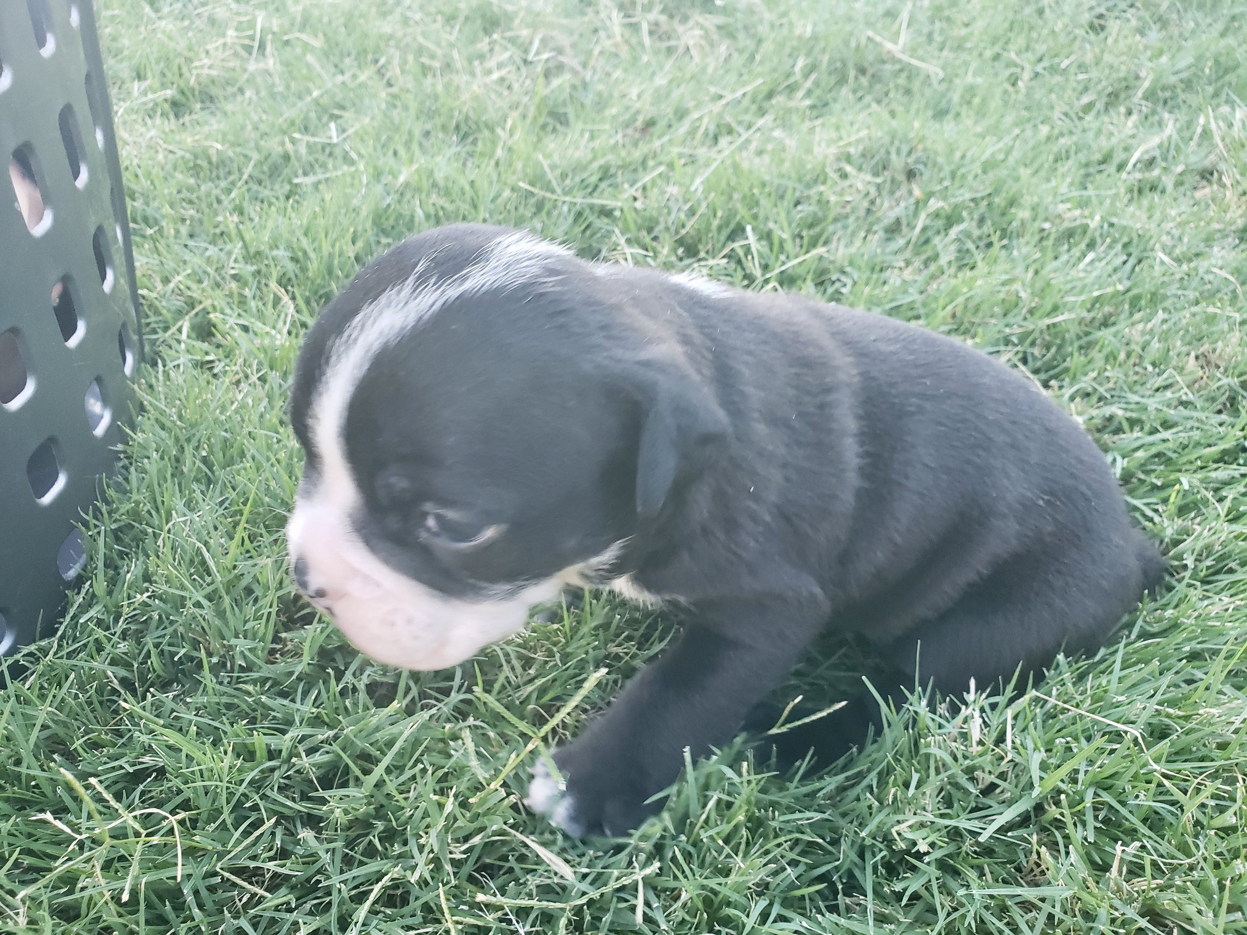 CannonBall- male DOB 5/29/19 $2500