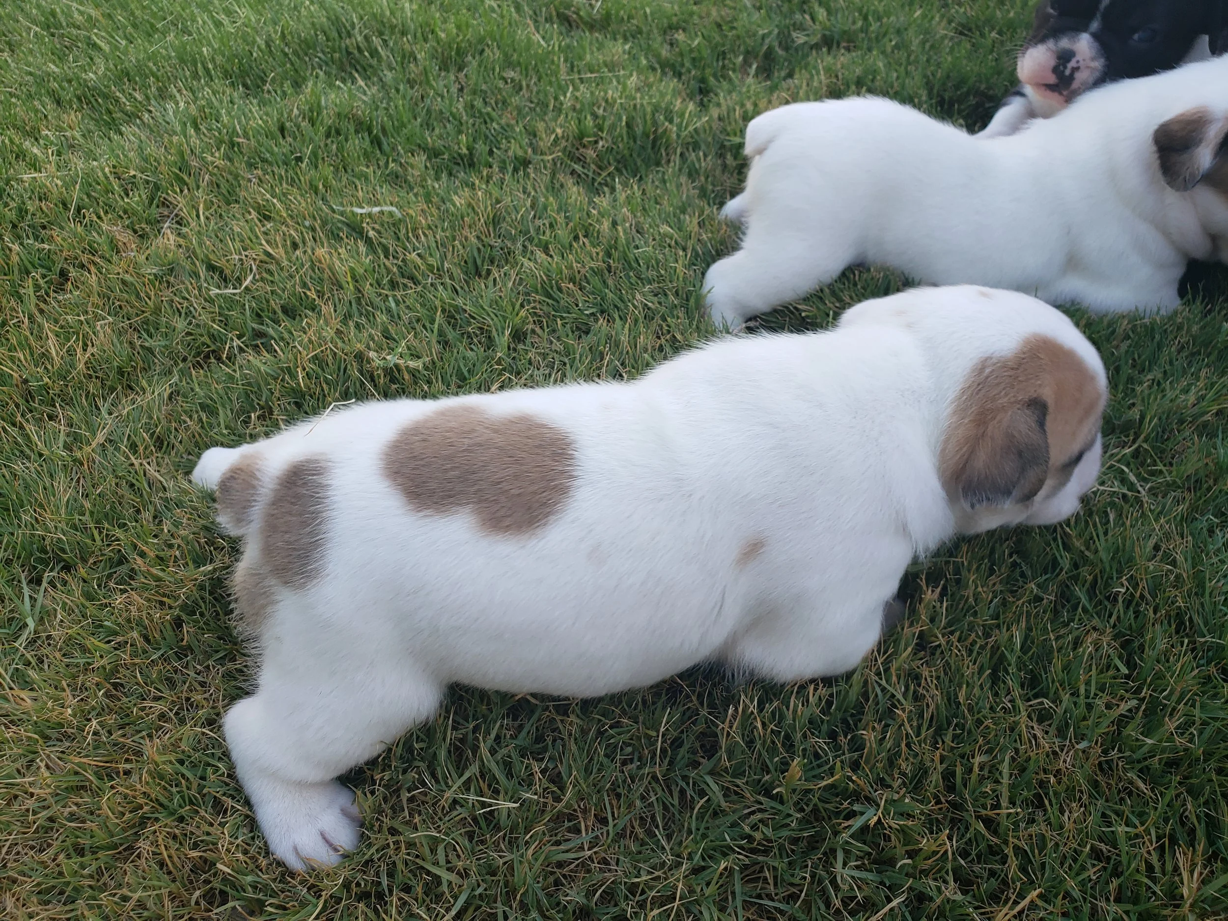 Patch- male DOB 5/29/19 $2500