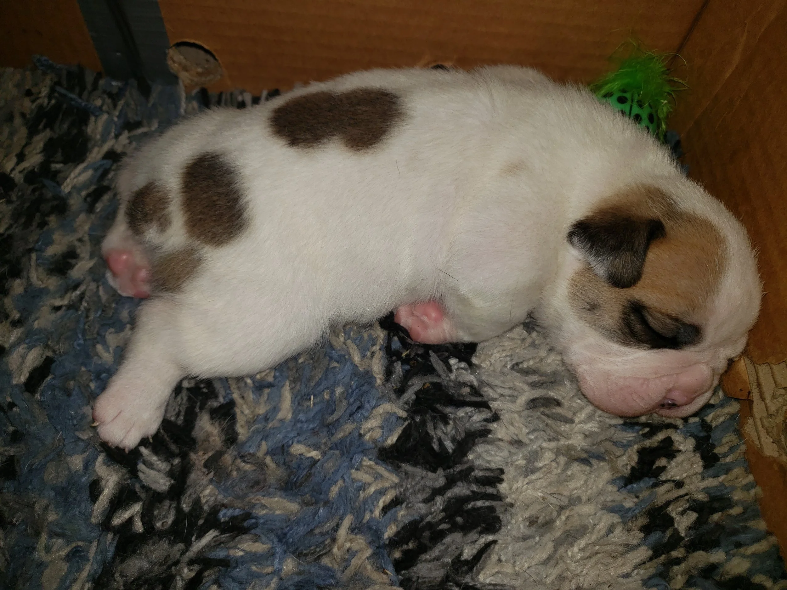 Patch- male DOB 5/29/19 $2500