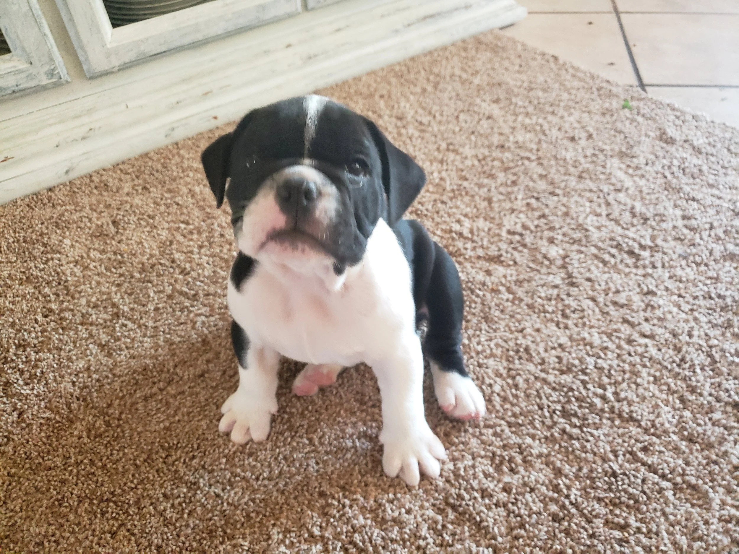 Junior- male DOB 5/29/19 $2500