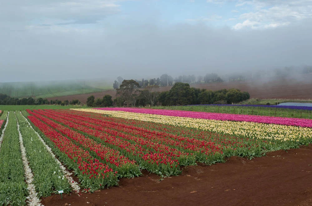 Tulip Festival 2014 207.jpg