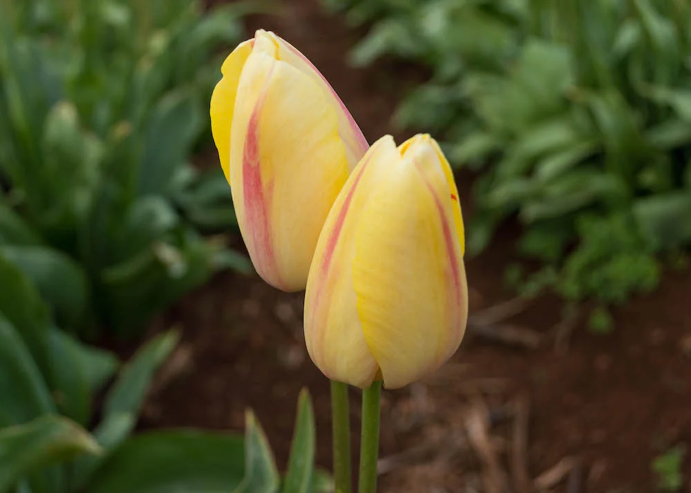 Tulip Festival 2014 211.jpg