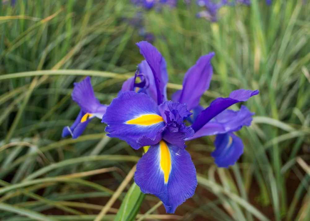 Tulip Festival 2014 215.jpg
