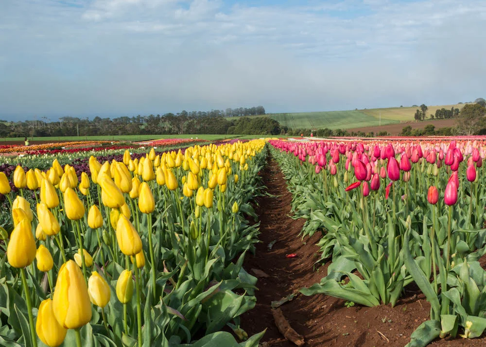 Tulip Festival 2014 218.jpg