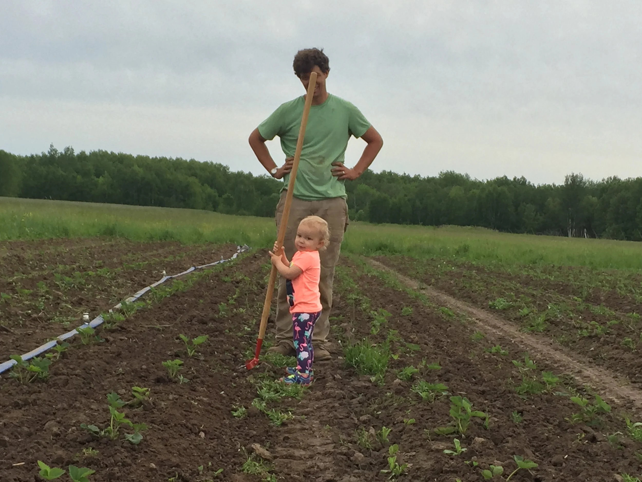 learning about stirrup hoes