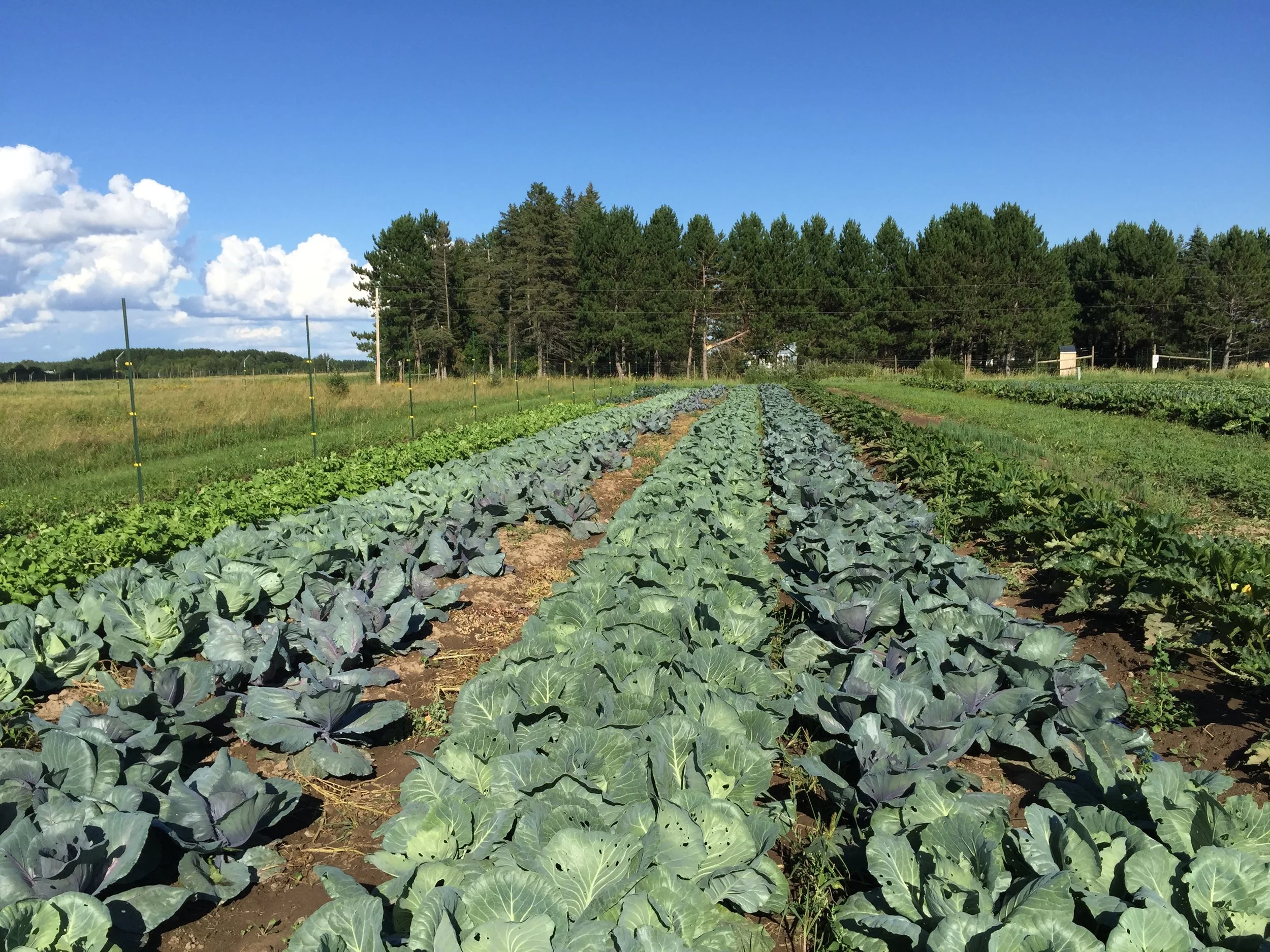 Cabbage and Daikon radish for Spirit Creek Farm.