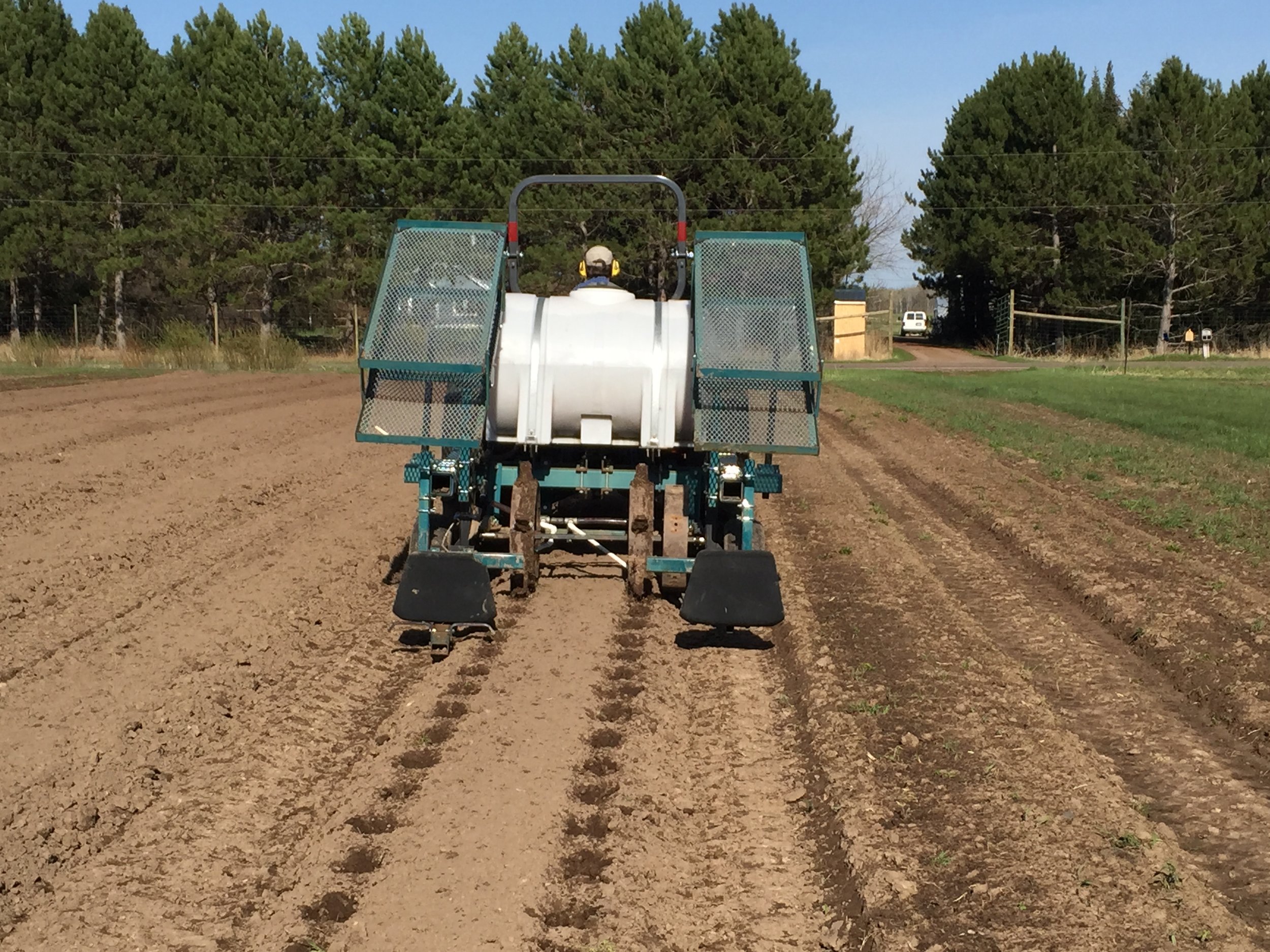 Marking the strawberry rows