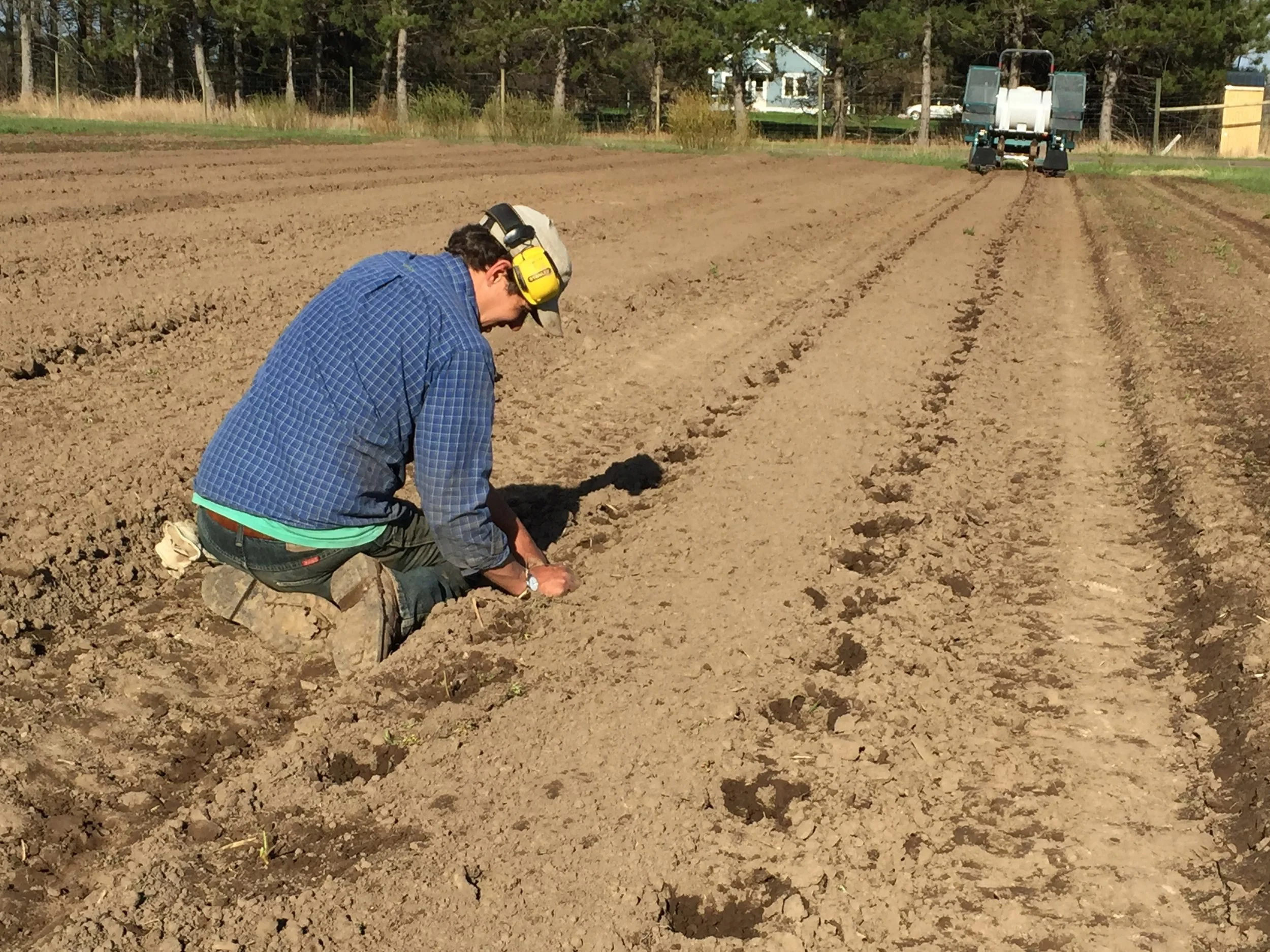 Planting Strawberries