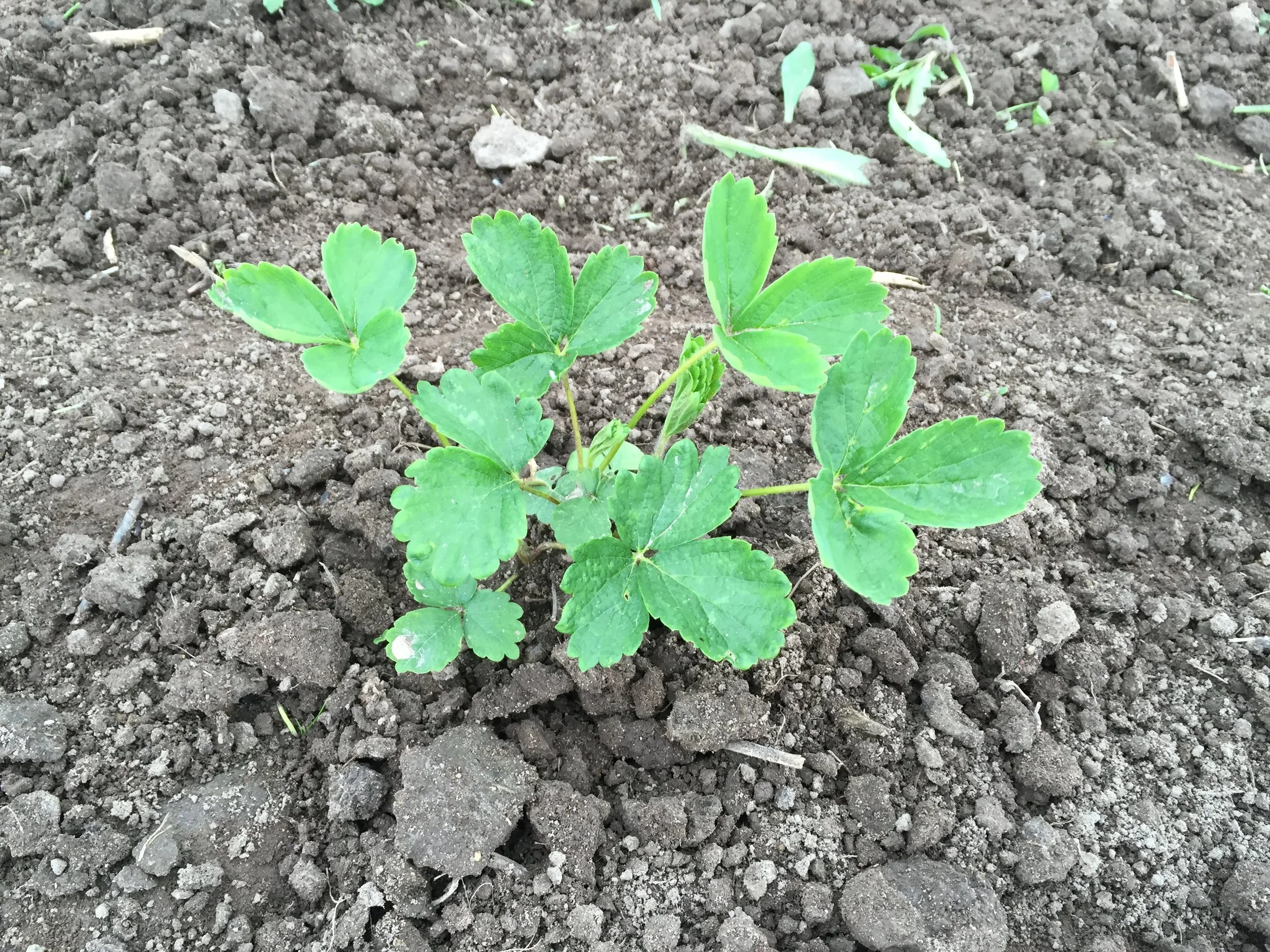 Establishment strawberries looking good.