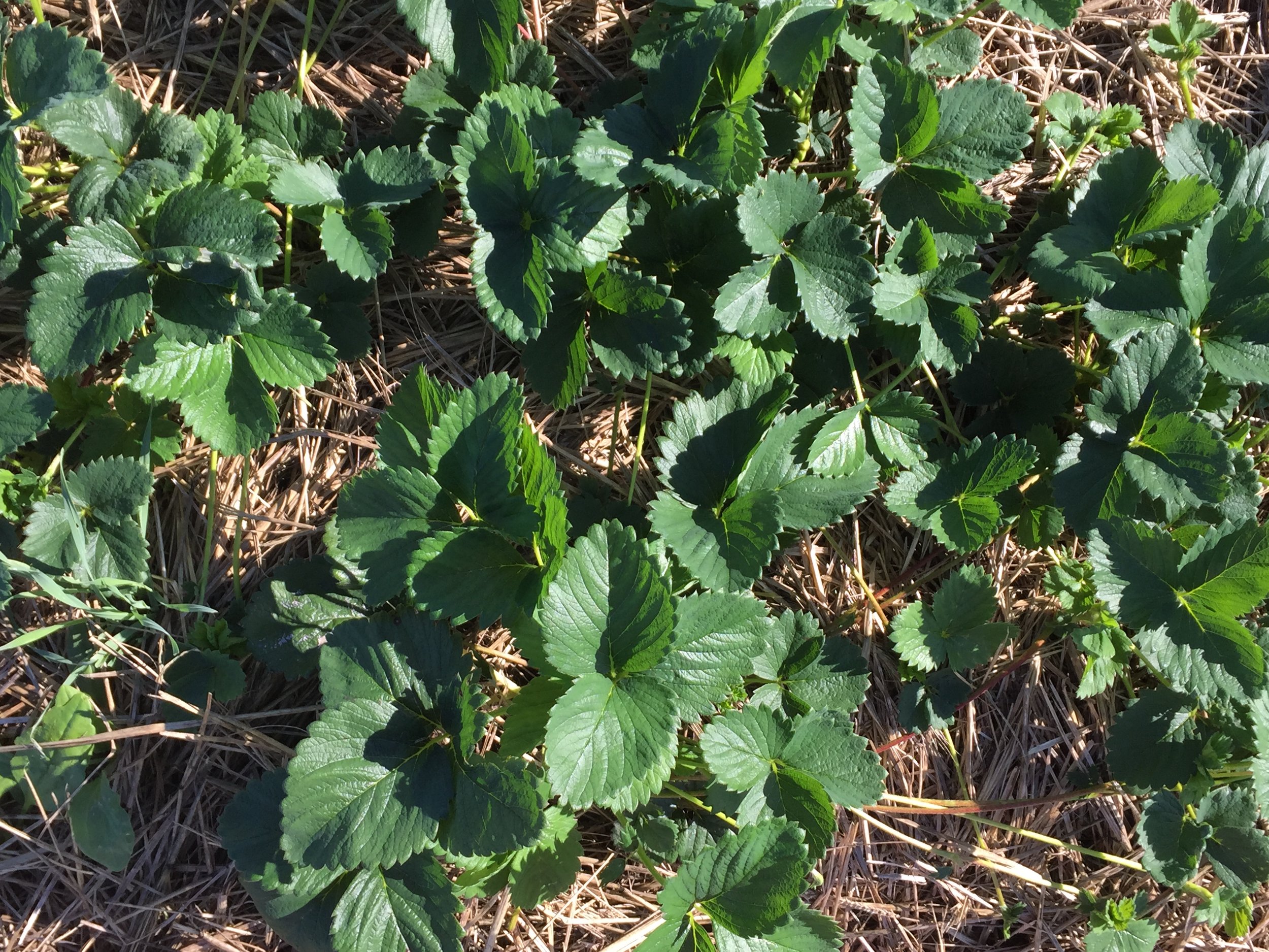 Happy looking strawberry plants