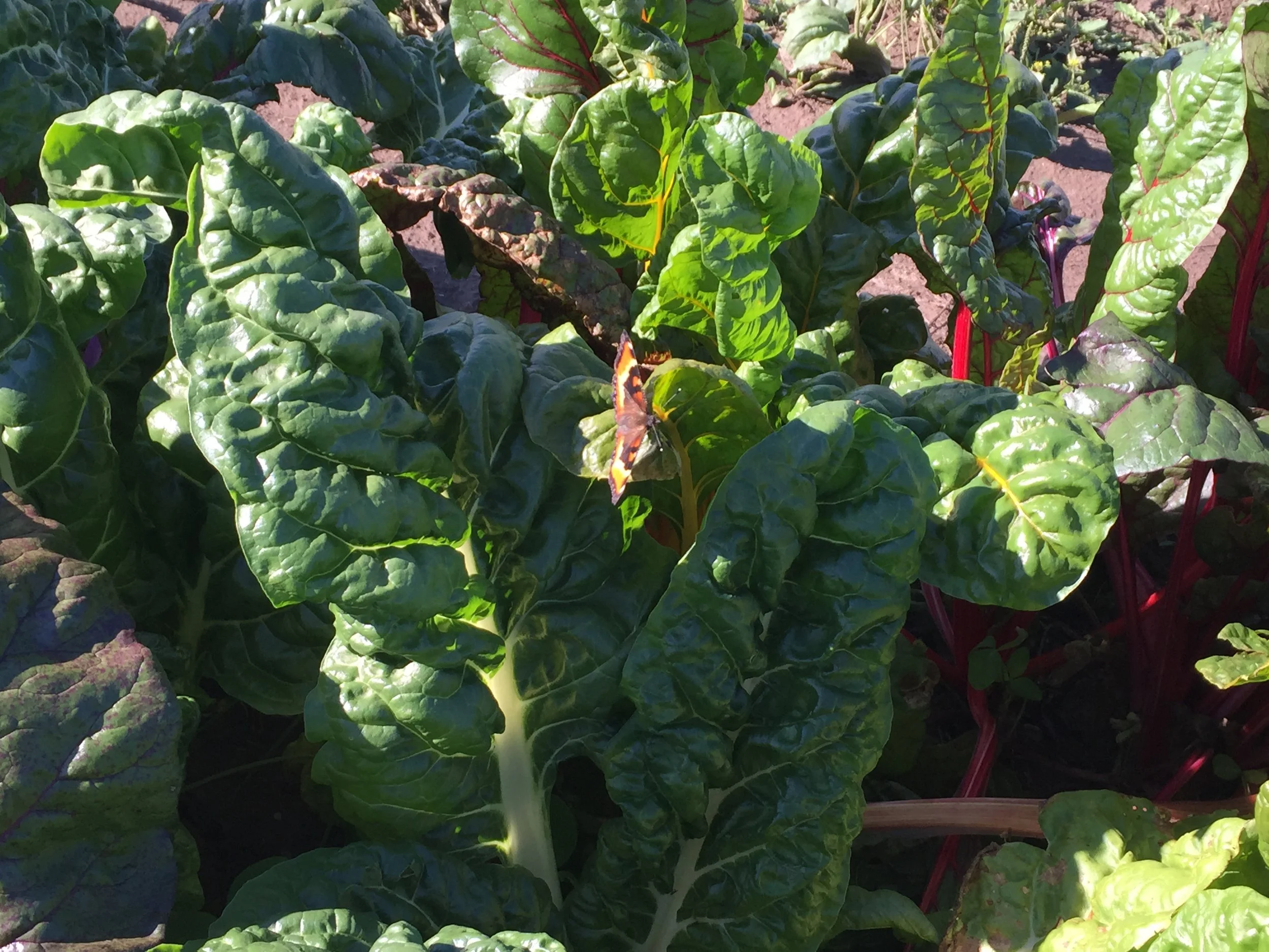 Chard for the coop